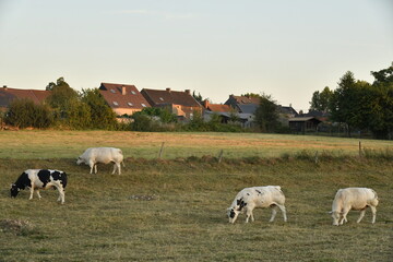 Vaches dans une pâture sous la lumière du coucher de soleil à Écaussinnes d'Enghien (Soignies) © Photocolorsteph