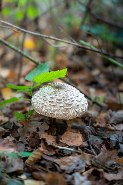 Parasol mushroom stands quietly on woodland floor surrounded by dry brown autumn leaves, while textured fungus cap emerges beside fresh green foliage in serene natural forest environment.
