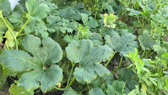 Large green leaves from various plants fill the frame showing foliage growth in a garden setting, some leaves have visible holes and varying shades of green