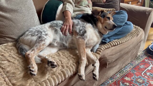 Person petting mixed breed dog lying relaxed on sofa