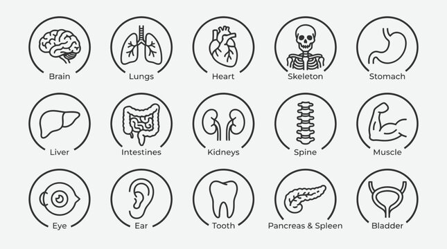 Human anatomy organ icons set for medical marketing logo design on a white background