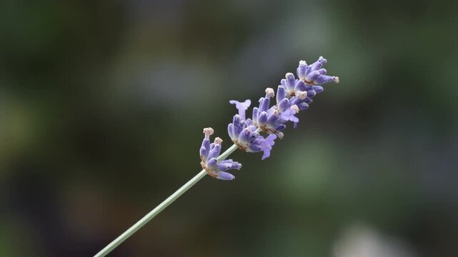 Lavender stem moving in cool wind