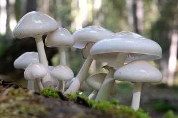 Beautiful white forest mushrooms - Mucidula mucida, Oudemansiella mucida, commonly known as porcelain fungus © Iwona
