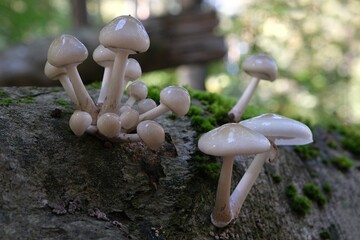 Beautiful white forest mushrooms - Mucidula mucida, Oudemansiella mucida, commonly known as porcelain fungus © Iwona