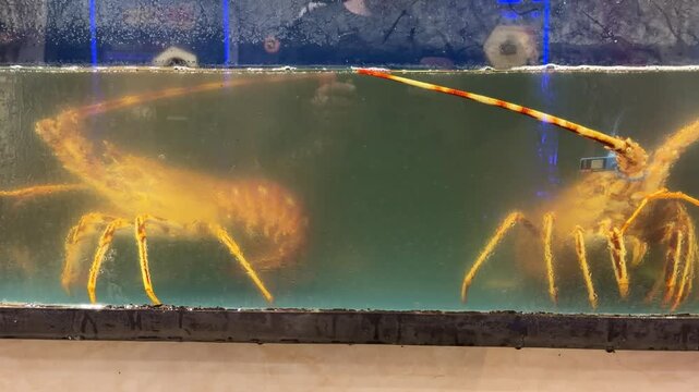 Two live spiny lobsters standing in a seafood restaurant aquarium tank, orange crustaceans with long striped antennae, fresh seafood display