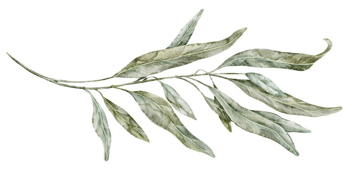 Olive branch watercolor illustration with elongated green leaves isolated on white background. Botanical Mediterranean element for wedding invitations or greeting cards in pastel colors.