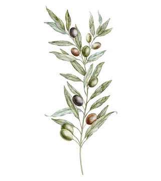 Olive branch watercolor illustration with green and dark Fruit and leaves isolated on background. Botanical clipart for product labels, packaging and Mediterranean branding. Art for greeting cards.