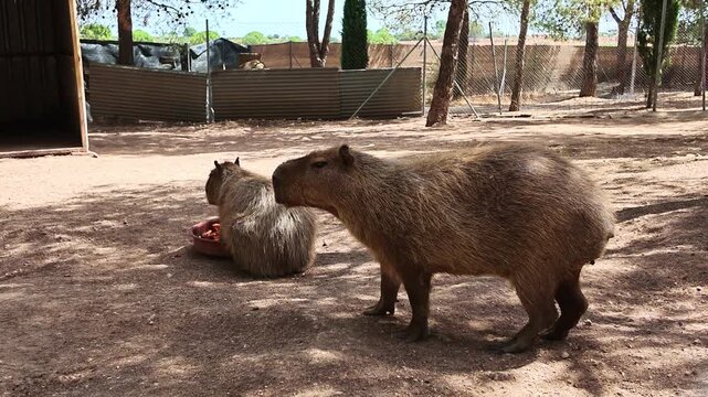 Capybara walking across dry ground in wildlife enclosure
