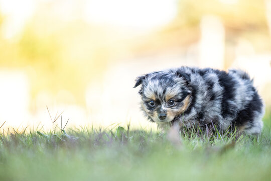 Cute merle Chihuahua puppy standing in green grass outdoors in an autumn garden with large copy space for text.