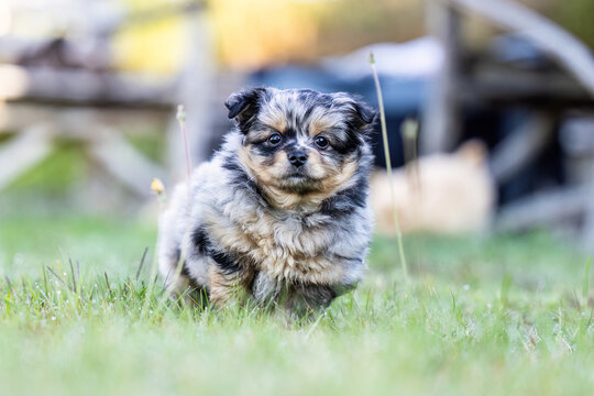 Cute merle Chihuahua puppy standing in green grass outdoors in an autumn garden with large copy space for text.