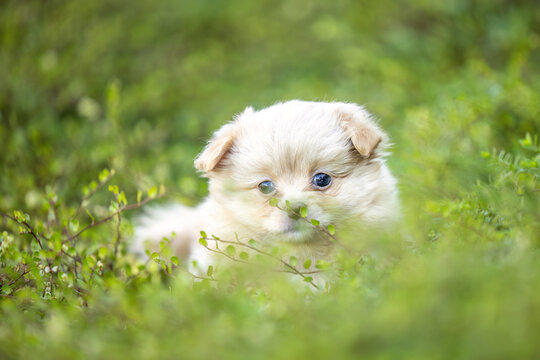 Tiny beige Chihuahua puppy exploring green plants in a garden with soft natural background and generous copy space.