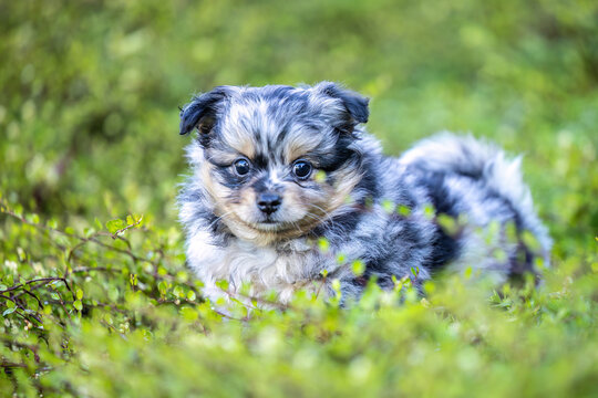 Cute merle Chihuahua puppy standing in green grass outdoors in an autumn garden with large copy space for text.
