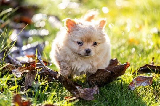 Tiny beige Chihuahua puppy exploring green plants in a garden with soft natural background and generous copy space.