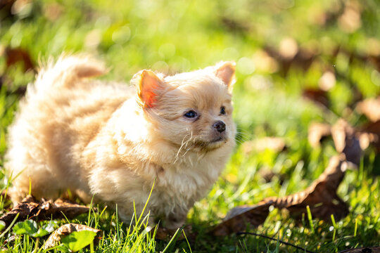 Tiny beige Chihuahua puppy exploring green plants in a garden with soft natural background and generous copy space.