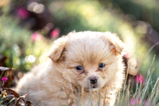 Small brown Chihuahua puppy sitting among pink flowers and dry leaves in a colorful garden during autumn.
