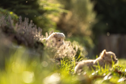 Tiny Chihuahua puppy among garden plants in warm autumn sunlight with minimalist composition and generous copy space.