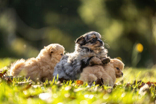 Three fluffy Chihuahua puppies playing together on grass and fallen leaves outdoors in a sunny autumn garden.
