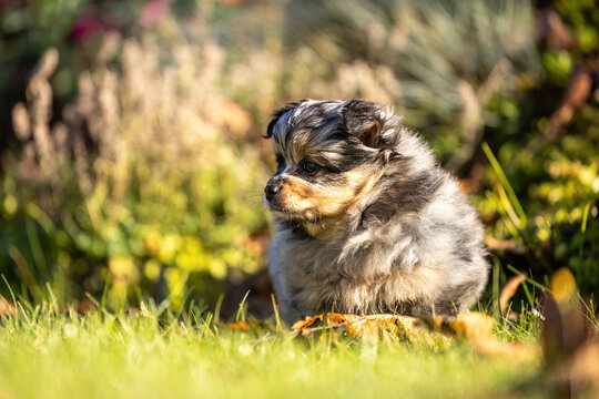 Cute merle Chihuahua puppy standing in green grass outdoors in an autumn garden with large copy space for text.