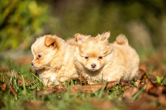 Two fluffy Chihuahua puppies cuddling together on green grass in a garden during a warm autumn day.