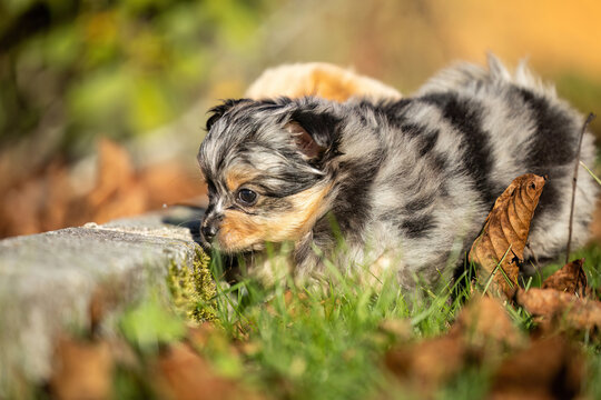 Cute merle Chihuahua puppy standing in green grass outdoors in an autumn garden with large copy space for text.