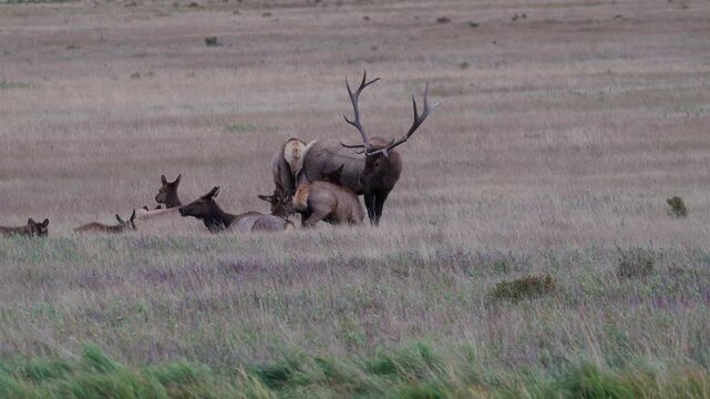 Bull elk checks his herd and bugles during the rut in Colorado