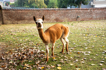 Obraz premium Full length view of a cute brown and white alpaca standing on a grassy lawn covered with fallen autumn leaves. Curious llama looking at camera in an outdoor paddock or farm backyard with an old brick 