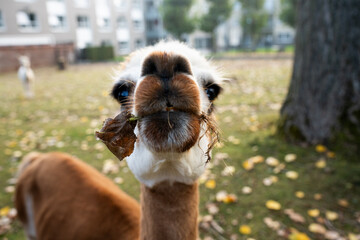 Obraz premium Funny extreme close-up of a cute alpaca chewing a dry autumn leaf and looking directly at the camera. Curious brown and white llama muzzle on a grassy lawn background in a zoo or farm paddock, humorou