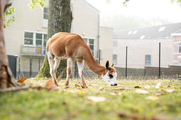 Obraz premium Side view of a slender brown and white guanaco grazing on a green lawn with fallen autumn leaves. Lama guanicoe eating grass in an outdoor paddock or urban zoo environment, horizontal shot with copy s