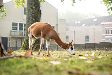 Obraz premium Side view of a slender brown and white guanaco grazing on a green lawn with fallen autumn leaves. Lama guanicoe eating grass in an outdoor paddock or urban zoo environment, horizontal shot with copy s