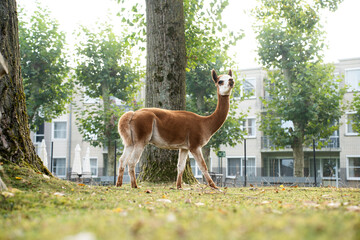 Obraz premium Full length profile of a slender brown and white guanaco looking at camera on a green lawn. Lama guanicoe standing in an outdoor enclosure or urban petting zoo with buildings and trees in the backgrou