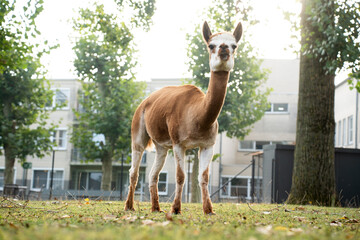 Obraz premium Full body low angle view of a brown and white guanaco walking on a grassy lawn in sunny weather. Lama guanicoe standing in an outdoor enclosure or urban petting zoo with residential buildings and gree