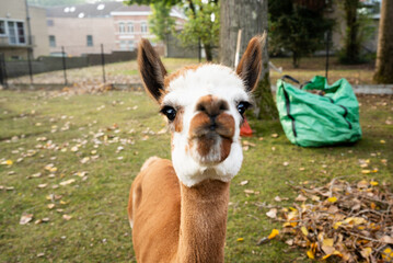 Obraz premium Funny extreme close-up of a cute brown and white alpaca looking directly at the camera with curiosity. Curious llama muzzle on a grassy lawn with a green garden waste bag and a pile of autumn leaves i