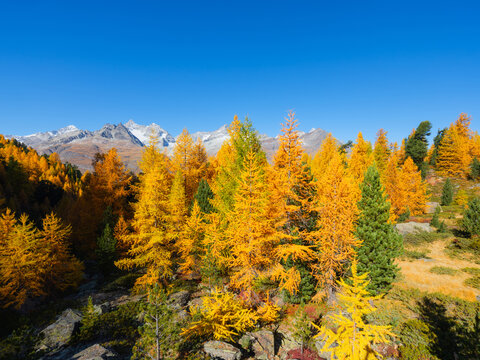 Scenic mountain landscape with colorful autumn trees under a clear sky in daytime. Vibrant fall foliage on hillsides and mountain peaks in daylight.