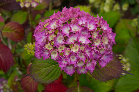 Beautiful blooming pink and purple hydrangea macrophylla (Hydrangeaceae) flowers with green leaves in summer garden. Vibrant floral natural texture background.