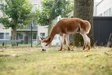 Obraz premium Side view of a slender brown and white guanaco grazing on a green lawn with fallen autumn leaves. Lama guanicoe eating grass in an outdoor paddock or urban zoo environment, horizontal shot with copy s