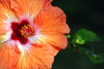 Big Island Bloom © Bonita