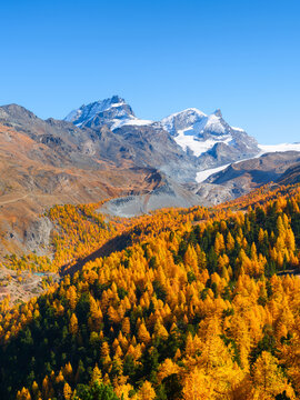 Mountain range above a colorful autumn forest on a clear day. Vertical landscape of alpine nature and fall foliage.