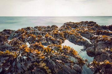Clumps of amber seaweed spread across boulders between clear turquoise tide pools on a calm rocky shore © Kafi