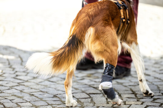 Close view of an injured dog walking on pavement with a bandaged front paw after an accident or veterinary treatment.