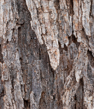 Desert mesquite tree bark close-up for graphic use
