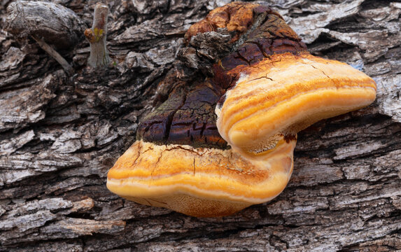 Macro shot of orange mushrooms on a mesquite tree branch