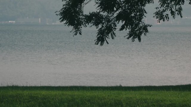 Large tree casting shade over a grassy park with water in the background
