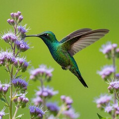 Obraz premium Small emerald hummingbird hovers near purple flowers. Tiny bird flies with open wings to drink nectar from blossoms. Colorful wildlife in tropical garden. Nature background with green bokeh, bright