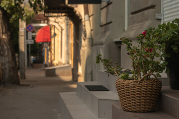 Obraz premium A potted plant on the steps of a building in the city.