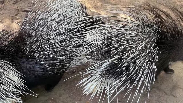 Nahaufnahme eines Stachelschwein.