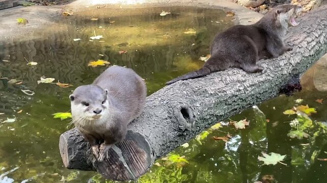 Ein Otter am Teich.
