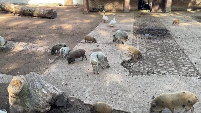 Schweine mit Ferkel.
