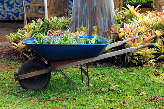 Gardener Prepares for Planting