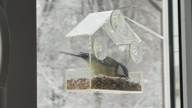 Clear feeder with bird feeding against blurred snowy forest background Aesthetic winter composition for lifestyle branding christmas mood and cozy home visuals