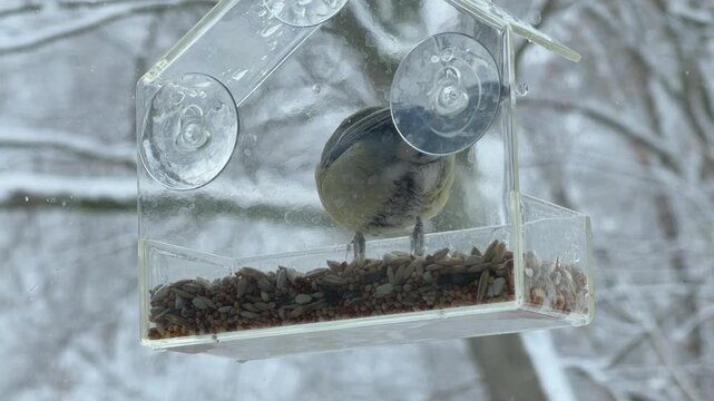 Transparent feeder hanging on window with snowy forest behind Minimal winter composition for nature background home comfort and seasonal storytelling with copy space feeling